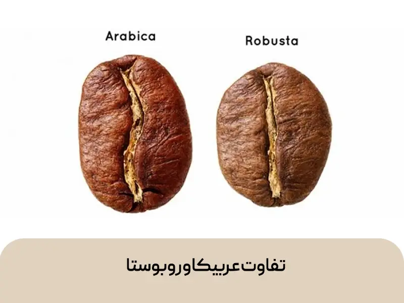 قهوه عربیکا و روبوستا